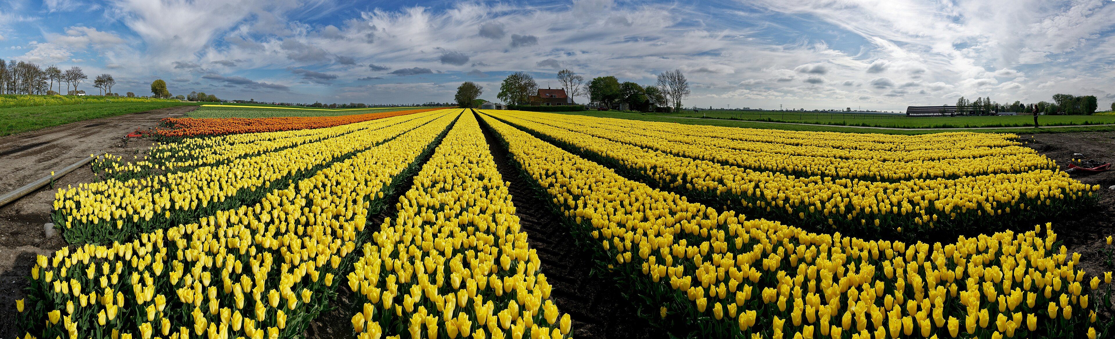 Hire a gigolo in Dijk en Waard